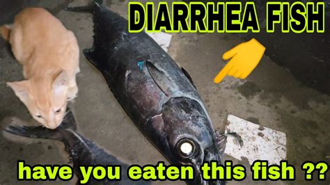 igit igit fish|Oilfish .
